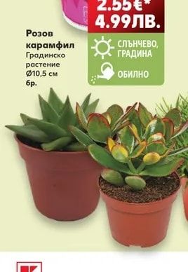 Розов карамфил