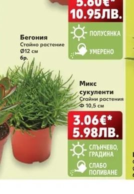 Бегония