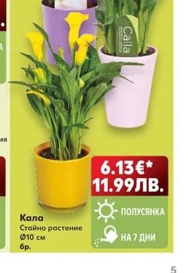 Кала