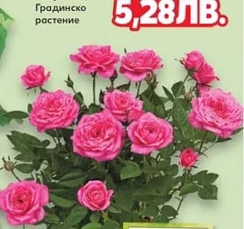 Роза