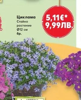 Циклама