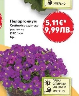 Пеларгониум