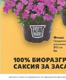 Pott Burri Флокс