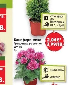 Сентполия
