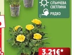 Роза Градинско растение