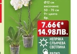 Орхидея Фаленопсис