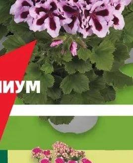 Пеларгониум