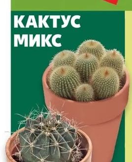 Кактус микс