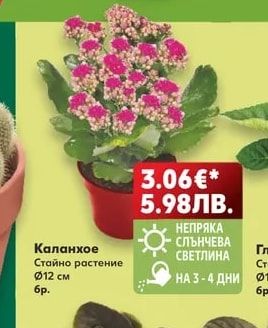 Каланхое