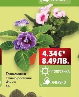 Глоксиния