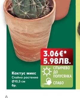 Кактус микс