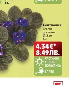 Сентполия