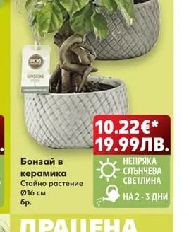 Бонзай в керамика