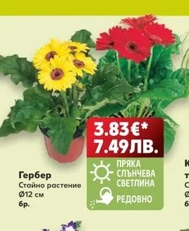 Хортензия в керамика