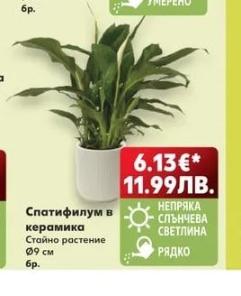Котешка трева