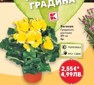 Бегония