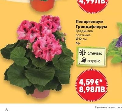 Пеларгониум Грандифлорум