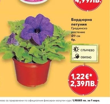 Бордюрна петуния