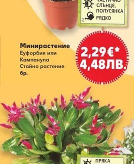 Минирастение Еуфорбия или Кампанула