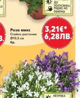 Роза микс