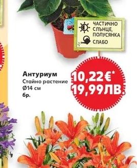 Антуриум