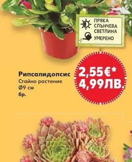 Рипсалидопсис