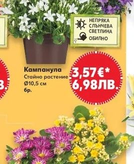 Кампанула