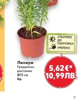 Лилиум