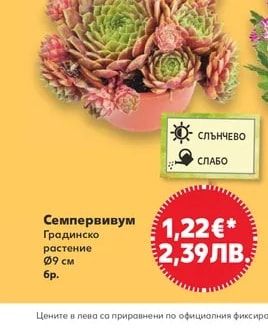 Семпервивум