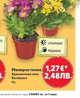 Минирастение Хризантема или Каланхое
