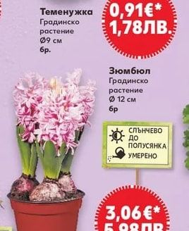 Теменужка