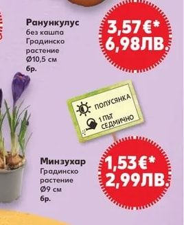 Ранункулус