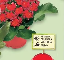 Каланхое