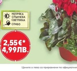 Каланхое