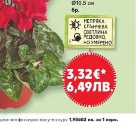 Циклама