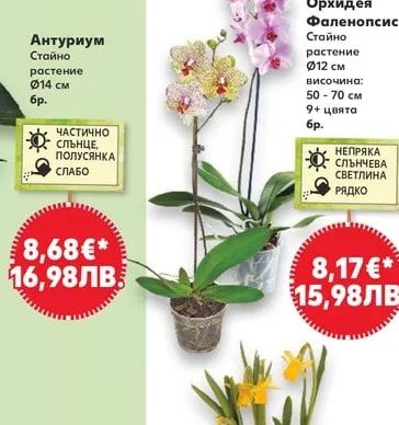 Орхидея Фаленопсис