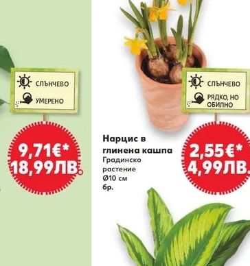 Нарцис в глинена кашпа