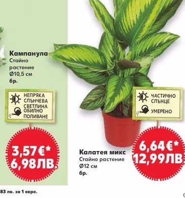 Калатея микс