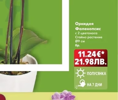 Орхидея Фаленопсис