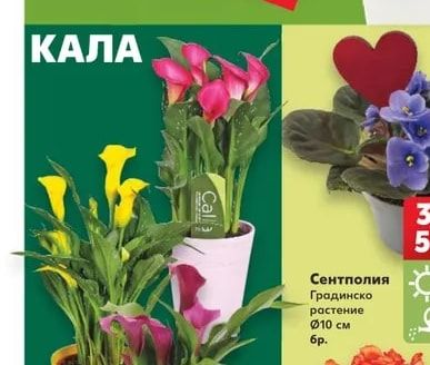 Кала