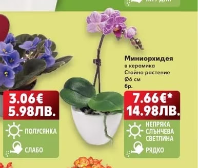 Сентполия