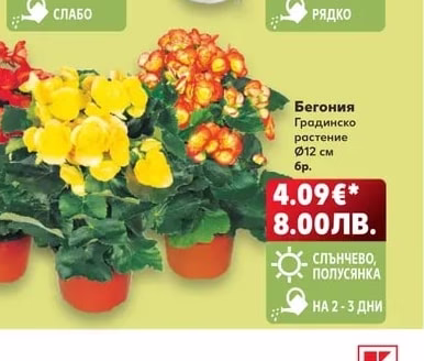 Бегония