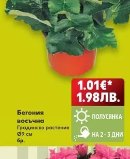 Бегония восъчна