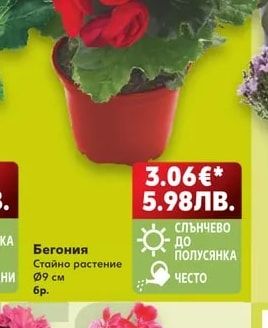 Бегония