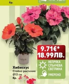 Хибискус