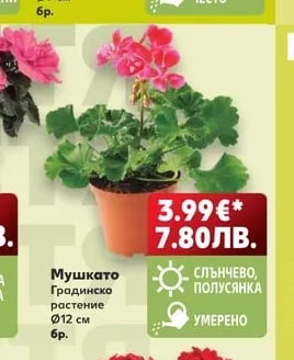 Мушкато