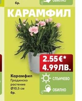 Кампанула