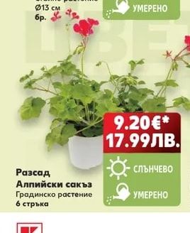 Разсад Алпийски сакъз