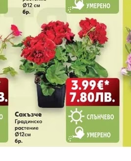 Сакъзче