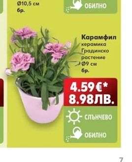 Карамфил